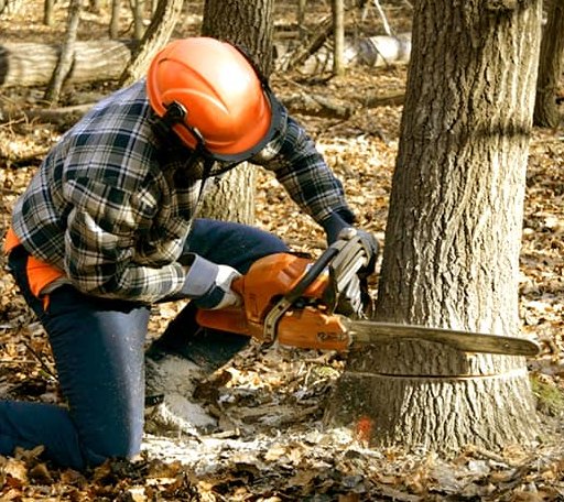 Tree Removal in Gilbert, AR